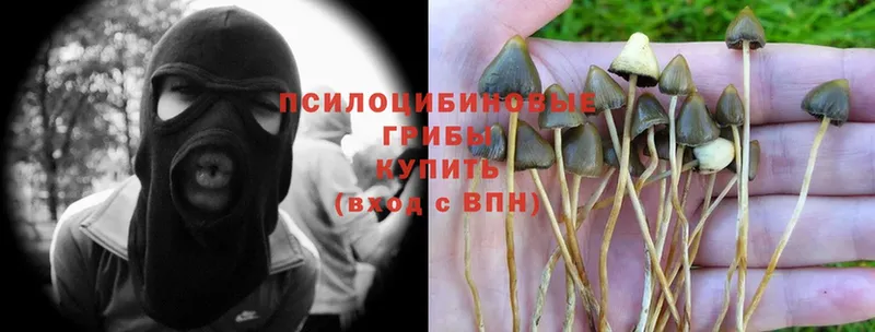 МЕГА зеркало  Железногорск  Псилоцибиновые грибы Psilocybe 